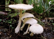 흰각시버섯 (Leucocoprinus cretaceus (Bull.) Locq.)
