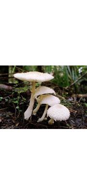 흰각시버섯 (Leucocoprinus cretaceus (Bull.) Locq.)