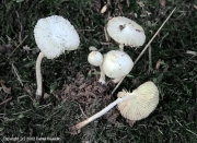 백조각시버섯(흰주름갓버섯, 백조갓버섯) (Leucocoprinus cygneus (J. Lange) Bon >Lepiota cygnea J. Lange (흰주름갓버섯, 백조갓버섯))