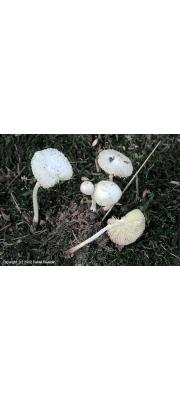 백조각시버섯(흰주름갓버섯, 백조갓버섯) (Leucocoprinus cygneus (J. Lange) Bon >Lepiota cygnea J. Lange (흰주름갓버섯, 백조갓버섯))
