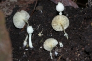 꾀꼬리각시버섯(벗은각시버섯) (Leucocoprinus straminellus (Bagl.) Narducci & Caroti > Leucocoprinus denudatus (Rab.) Sing. f. major Hongo > Leucocoprinus denudatus (Sacc.) Sing.</a></li>)