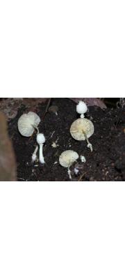 꾀꼬리각시버섯(벗은각시버섯) (Leucocoprinus straminellus (Bagl.) Narducci &amp; Caroti > Leucocoprinus denudatus (Rab.) Sing. f. major Hongo > Leucocoprinus denudatus (Sacc.) Sing.</a></li>)