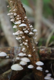 마른가지선녀버섯(삭정이선녀버섯, 마른가지낙엽버섯) (Marasmiellus ramealis (Bull.) Sing.  > Marasmius ramealis)