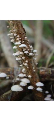 마른가지선녀버섯(삭정이선녀버섯, 마른가지낙엽버섯) (Marasmiellus ramealis (Bull.) Sing.  > Marasmius ramealis)
