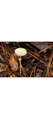여우꽃각시버섯 (Leucocoprinus fragilissimus (Berk. &amp; Curt.) Pat.)