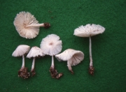 비듬각시버섯 (Leucocoprinus lanzonii Bon, Migl. & Brunori)