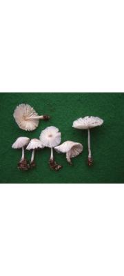 비듬각시버섯 (Leucocoprinus lanzonii Bon, Migl. &amp; Brunori)