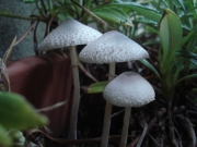 우산각시버섯 (Leucocoprinus otsuensis Hongo)