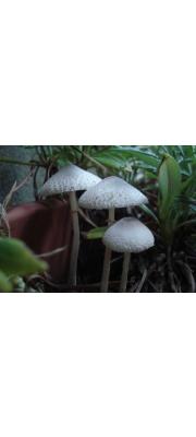우산각시버섯 (Leucocoprinus otsuensis Hongo)
