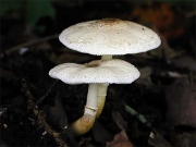 둥근포자각시버섯 (둥근포자각시버섯아재비) (Leucocoprinus subglobisporus Hongo)