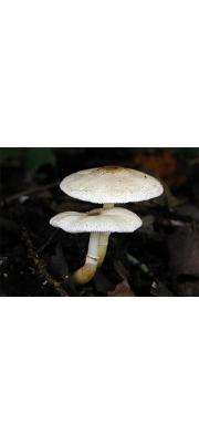 둥근포자각시버섯 (둥근포자각시버섯아재비) (Leucocoprinus subglobisporus Hongo)