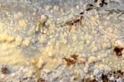 작은아교고약버섯 (Phlebia lilascens (Bourd.) Erikss. & Hjortst.)