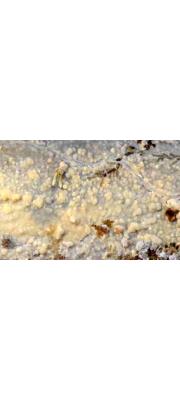 작은아교고약버섯 (Phlebia lilascens (Bourd.) Erikss. &amp; Hjortst.)