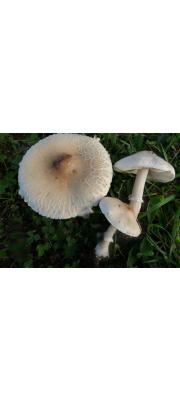 흰솜털큰갓버섯(흰솜털갓버섯) (Macrolepiota excoriata (Schaeff.) Wasser >L. excoriata (Schaeff.) P. Kumm.(흰솜털갓버섯))