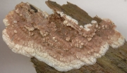금아교고약버섯 (Phlebia livida (Pers.) Bres.)