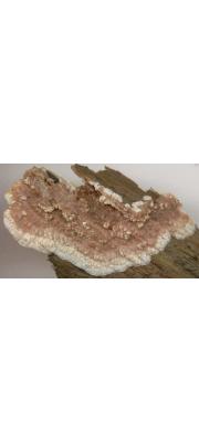 금아교고약버섯 (Phlebia livida (Pers.) Bres.)