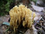 전나무싸리버섯 (Ramaria abietina (Pers.) Quél.)