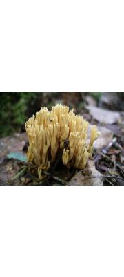 전나무싸리버섯 (Ramaria abietina (Pers.) Quél.)