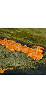 아교고약버섯(방사아교고약버섯) (Phlebia radiata Fr. > Phlebia  aurantiaca (Schum.) Schröt.)