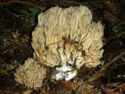 담갈황색싸리버섯 (Ramaria acrisiccescens Marr & Stuntz.)
