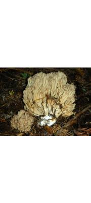 담갈황색싸리버섯 (Ramaria acrisiccescens Marr &amp; Stuntz.)