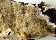 가는아교고약버섯 (Phlebia rufa (Pers.) Christ.)