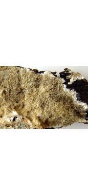 가는아교고약버섯 (Phlebia rufa (Pers.) Christ.)