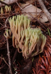 바늘싸리버섯 (Ramaria apiculata (Fr.) Donk)