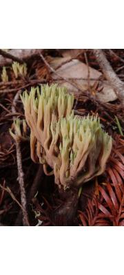 바늘싸리버섯 (Ramaria apiculata (Fr.) Donk)