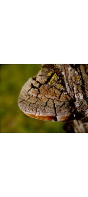 상황진흙버섯(목질진흙버섯, 상품명: 상황버섯) (Tropicoporus linteus (Berk. &amp; Curt.) Teng  > Phellinus linteus (Berk. &amp; Curt.) Teng)