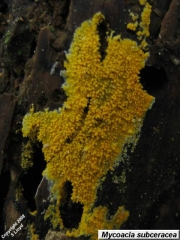 막아교고약버섯 (Phlebia subceracea (Wakef.) Nakasone  > Mycoacia subceracea (Wakef.) G. Cunn.)