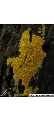 막아교고약버섯 (Phlebia subceracea (Wakef.) Nakasone  > Mycoacia subceracea (Wakef.) G. Cunn.)