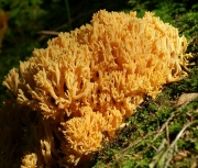 황금싸리버섯 (Ramaria aurea (Schaeff.) Quél.)