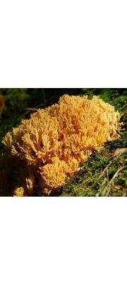 황금싸리버섯 (Ramaria aurea (Schaeff.) Quél.)
