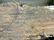 황아교고약버섯 (Phlebia unica (Jacks. & Deard.) Ginns  > Phlebia  cremeoalutacea (Parm.) Lars. & Hjorst.)