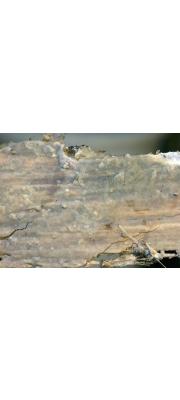 황아교고약버섯 (Phlebia unica (Jacks. &amp; Deard.) Ginns  > Phlebia  cremeoalutacea (Parm.) Lars. &amp; Hjorst.)