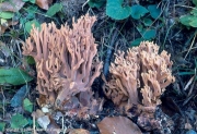 회보라싸리버섯 (Ramaria bataillei (Maire) Corner)