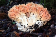 싸리버섯 (Ramaria botrytis (Pers.) Ricken)