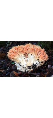 싸리버섯 (Ramaria botrytis (Pers.) Ricken)