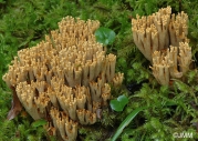 검정싸리버섯 (Ramaria broomei (Cotton & Wakef.) Petersen  > Ramaria nigrescens (Brinkm.) Donk)