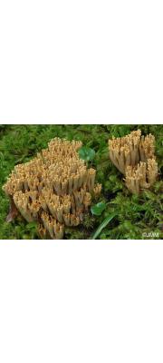 검정싸리버섯 (Ramaria broomei (Cotton &amp; Wakef.) Petersen  > Ramaria nigrescens (Brinkm.) Donk)