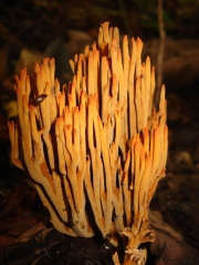 막대싸리버섯 (Ramaria cokeri R.H. Peterson)