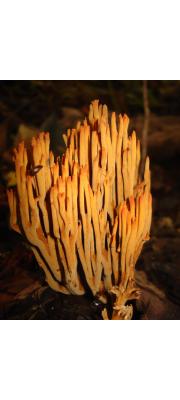 막대싸리버섯 (Ramaria cokeri R.H. Peterson)