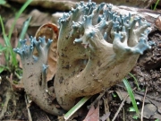 하늘싸리버섯 (Ramaria cyanocephala (Berk. & Curt.) Corner)