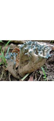 하늘싸리버섯 (Ramaria cyanocephala (Berk. &amp; Curt.) Corner)