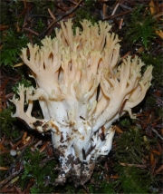 노란끝싸리버섯 (Ramaria cystidiophora (Kauffman) Corner)