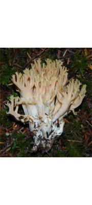 노란끝싸리버섯 (Ramaria cystidiophora (Kauffman) Corner)