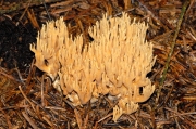 참싸리버섯 (Ramaria eumorpha (P. Karst.) Corner.)