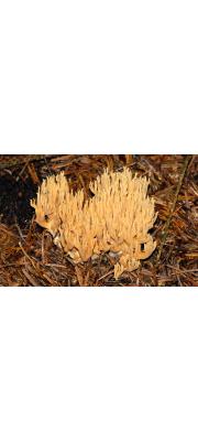 참싸리버섯 (Ramaria eumorpha (P. Karst.) Corner.)
