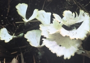 흰배꽃버섯 (Podoscypha albida (Lloyd) S. Ito)